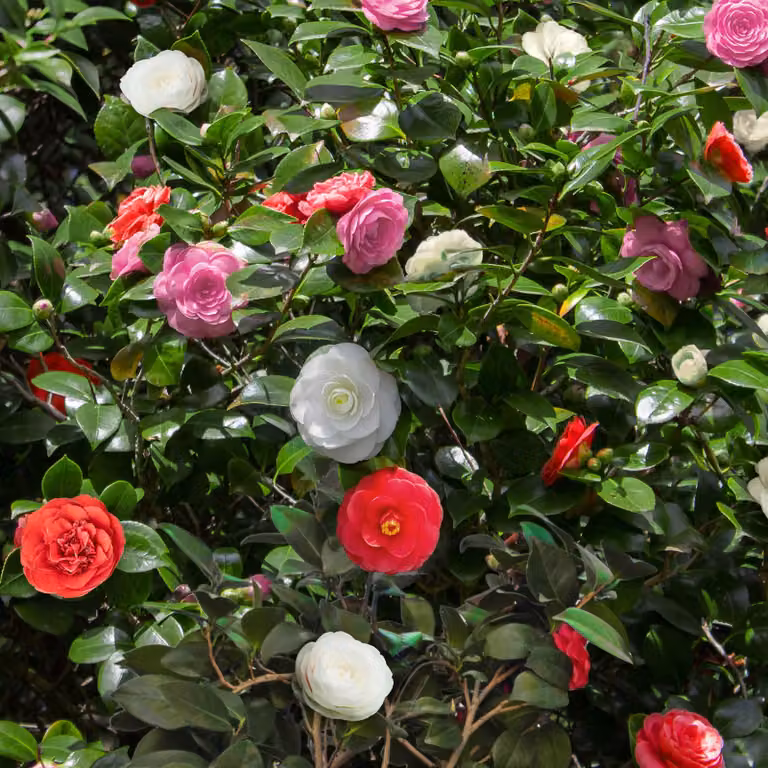 Camelia Camellia japonica Tricolour - Arbusto - Resistente - Fiori rosa