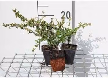 12 x Cotoneaster suec. 'Skogholm' - Nespola nana di Skogholm - vaso 9 cm x 9 cm