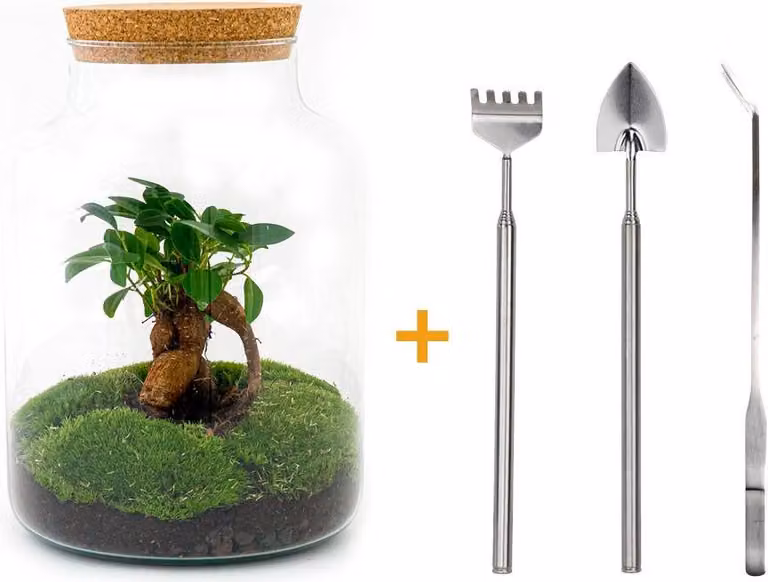 Terrario fai-da-te - Latteo con bonsai - ↕ 30 cm + rst