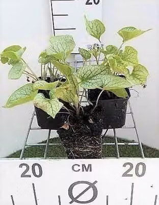6 x Brunnera macr. 'Jack Frost'® - Nontiscordardime caucasico - vaso 9 x 9 cm
