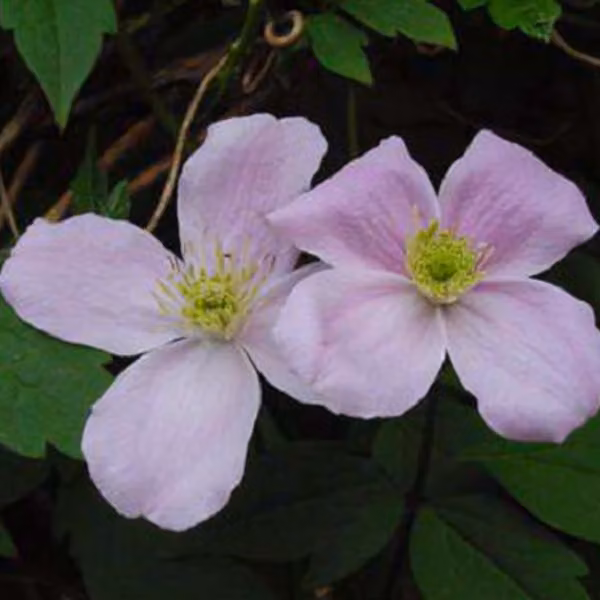 Hello Plants Clematis Montana Fragrant Spring Clematis pianta rampicante - Ø 15 cm - Altezza: 65 cm