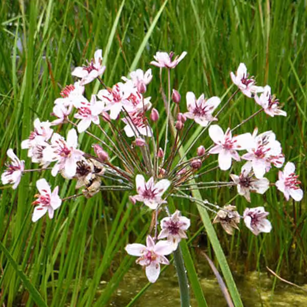 6 piante di Schwanenblume (Butomus umbellatus) | Vaso da 9x9 cm