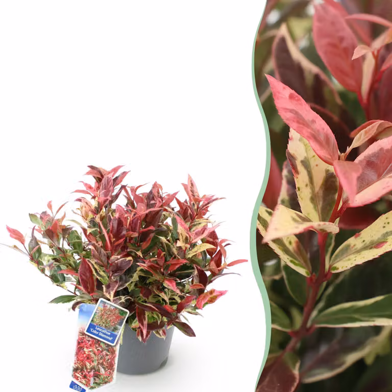 Leucothoe Colour Diamond - Colorata - Sempreverde - Bassa manutenzione - 35-45cm - Ø17cm - Pianta da giardino