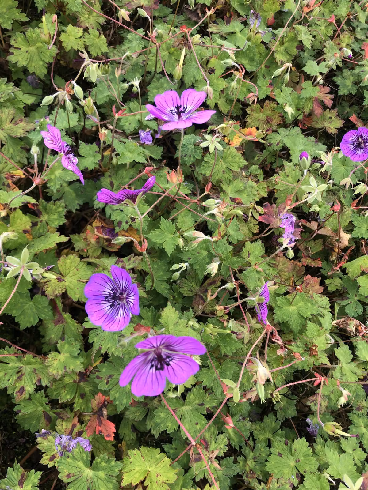 6 xGeranium hybr. 'Pink Penny' - cranesbill - vaso 9 x 9 cm