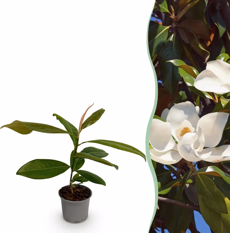 Magnolia grandiflora - Fiori bianchi - Sempreverde - Bassa manutenzione - 30cm - Ø12cm - Pianta da giardino