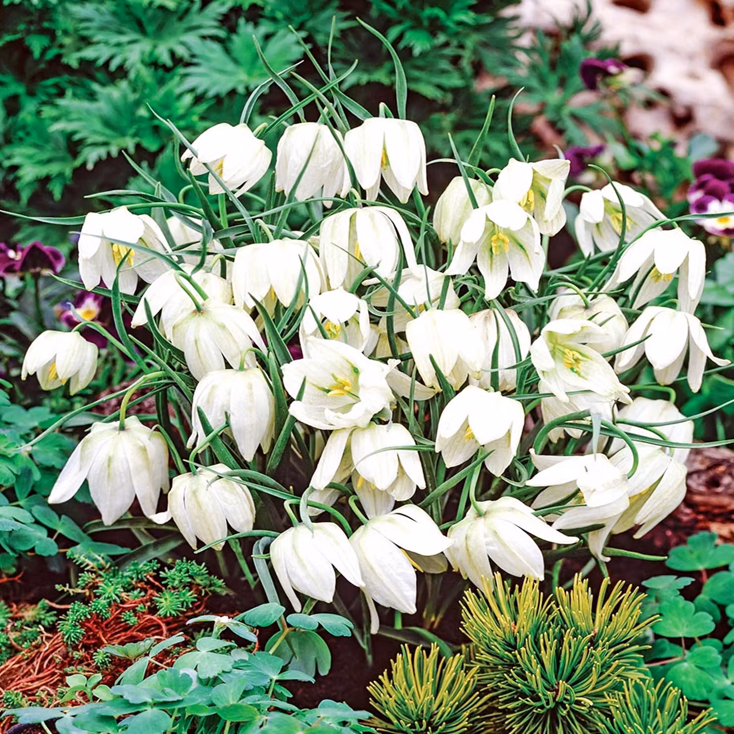 Bulbi da fiore Fiori Fiore a scacchi Fritillaria Meleagris Alba 5 pz.