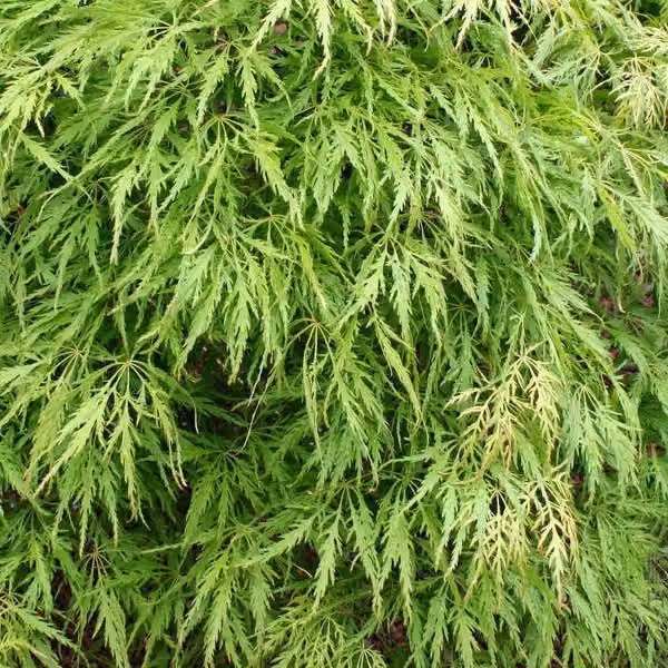 Acero giapponese 'Dissectum' (Acer palmatum 'Dissectum') | 40-50 cm in vaso