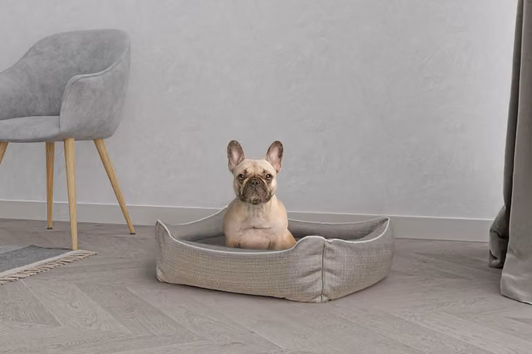 Omgoods - Cuccia elegante per cani e gatti, in poliestere, color beige, dimensioni 62 x 50 x 17 cm