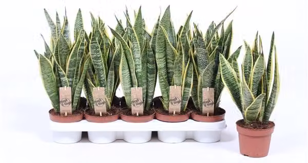 Sansevieria trifasciata Laurentii 40 cm, pianta d'appartamento ad arco di canapa