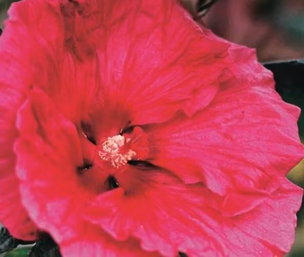 XXL Hibiscus moscheutos 'Robert Fleming' ® Ibisco gigante Ibisco arbustivo