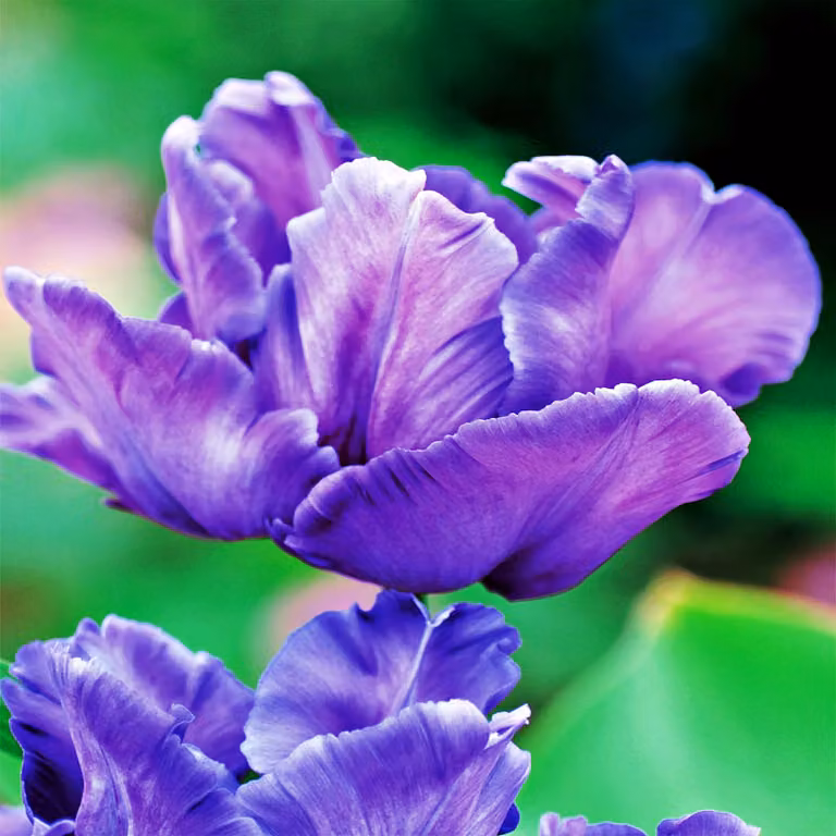 Tulipani Bulbi Bulbi Fiori Pappagallo Tulipano Blu Pappagallo 5 pz.