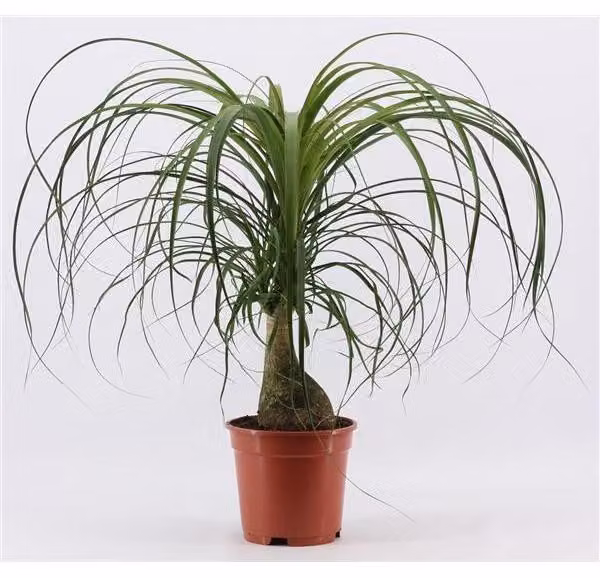 Piede di elefante 50-70 cm Beaucarnea recurvata Albero bottiglia Palma acquatica