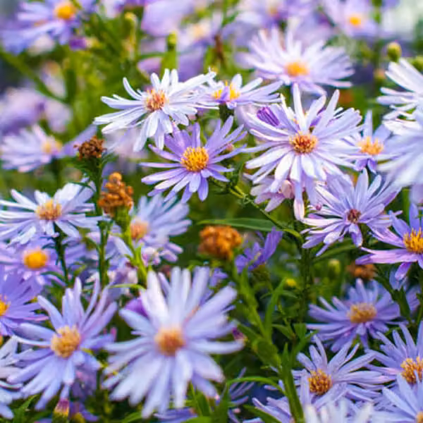 6 piante di Aster velato - Aster cordifolius 'Little Carlow' | Vaso da 9x9 cm