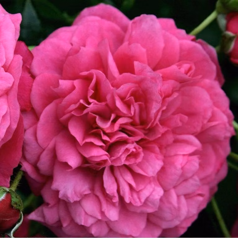 Rosa - Rosa rampicante Kordes - Rosa 'Laguna'®