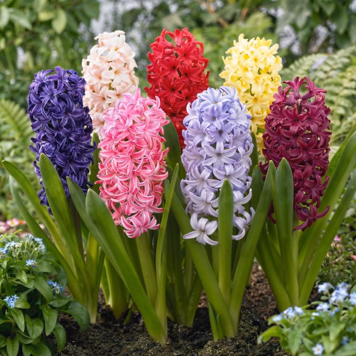 Bulbi di giacinto, resistenti al freddo invernale, perenni - 15 bulbi - 5 varietà - Bulbi profumati - Piante provenienti dall'Olanda - Adatti per giardino, vaso e terrina (bulbi di grandi dimensioni, senza semi)