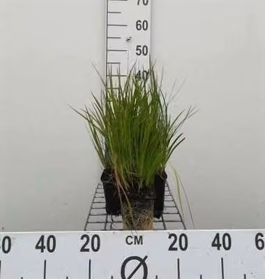 6 x Juncus ensifolius - giunco a foglie di spada - vaso 9 x 9 cm