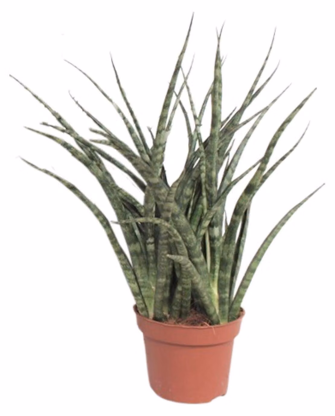 Sansevieria Fernwood Punk - 25-35cm - Ø12cm - Pianta d'appartamento - Sempreverde - Cactus e piante grasse