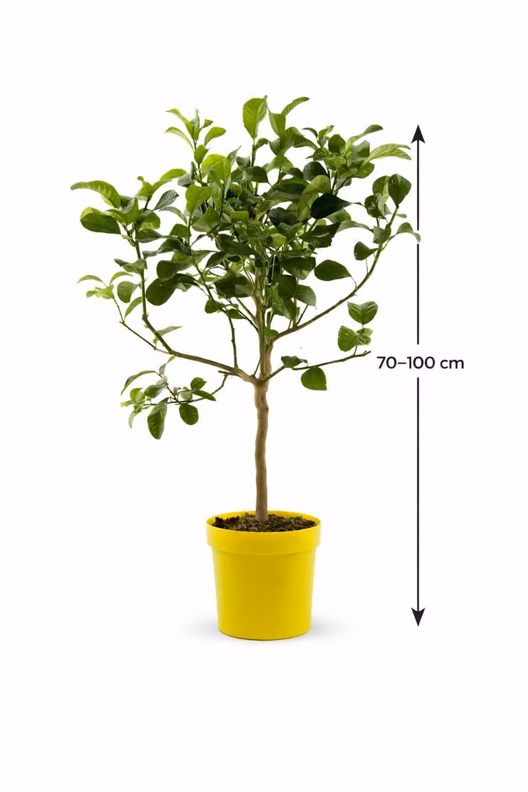 Citrus medica Limone cedro 70-100 cm fusto - vero limone cedro, albero di agrumi mediterraneo per vaso, pianta aromatica di agrumi per terrazza e