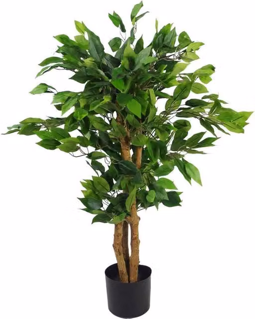 Pianta ornamentale con foglie, 90 cm, lanosa
