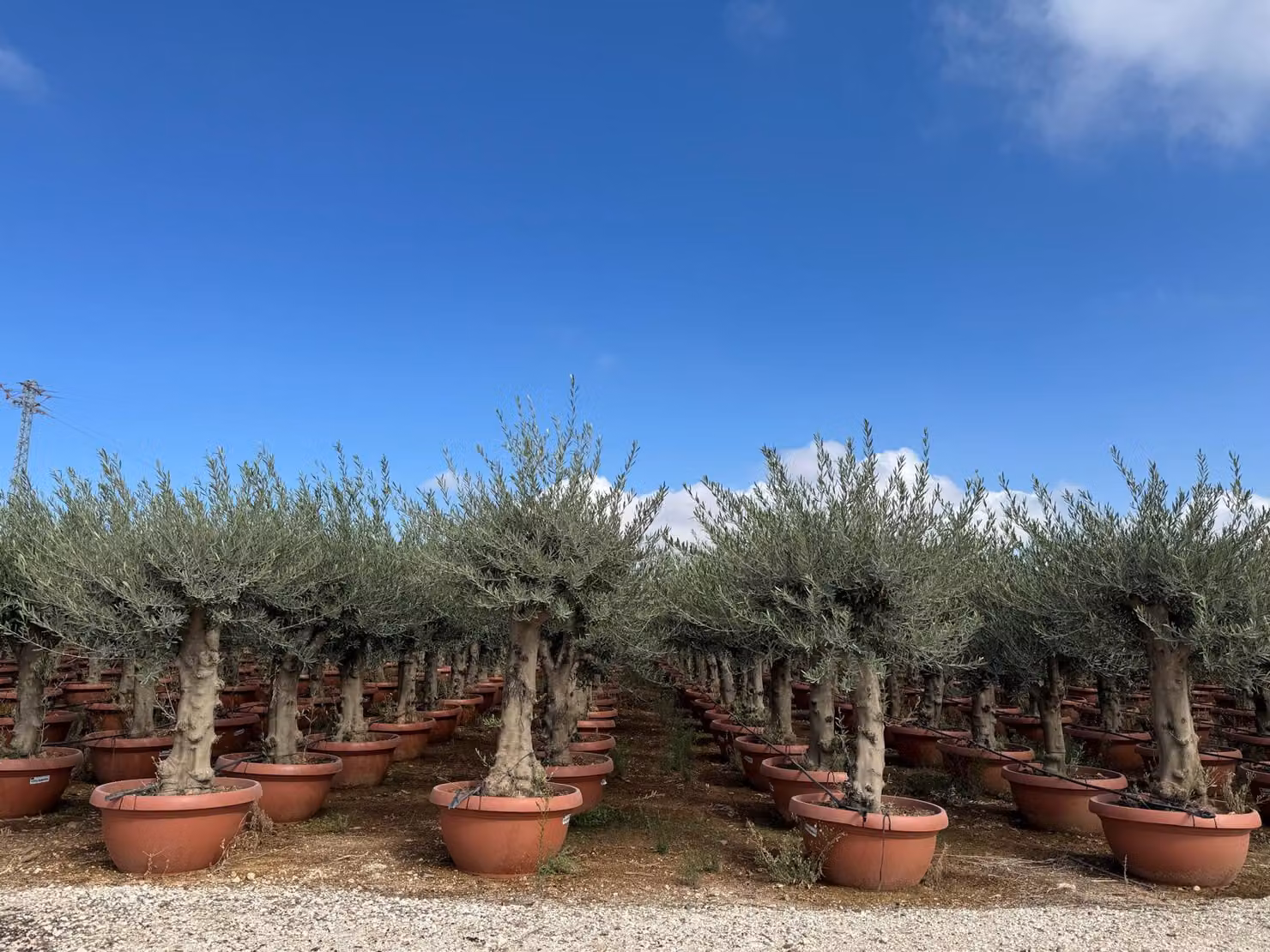 Sunny Tree - Olea Europea - olivo resistente - 180 cm in vaso - olivo di 45 anni - fruttifero - sempreverde - resistente fino a -18