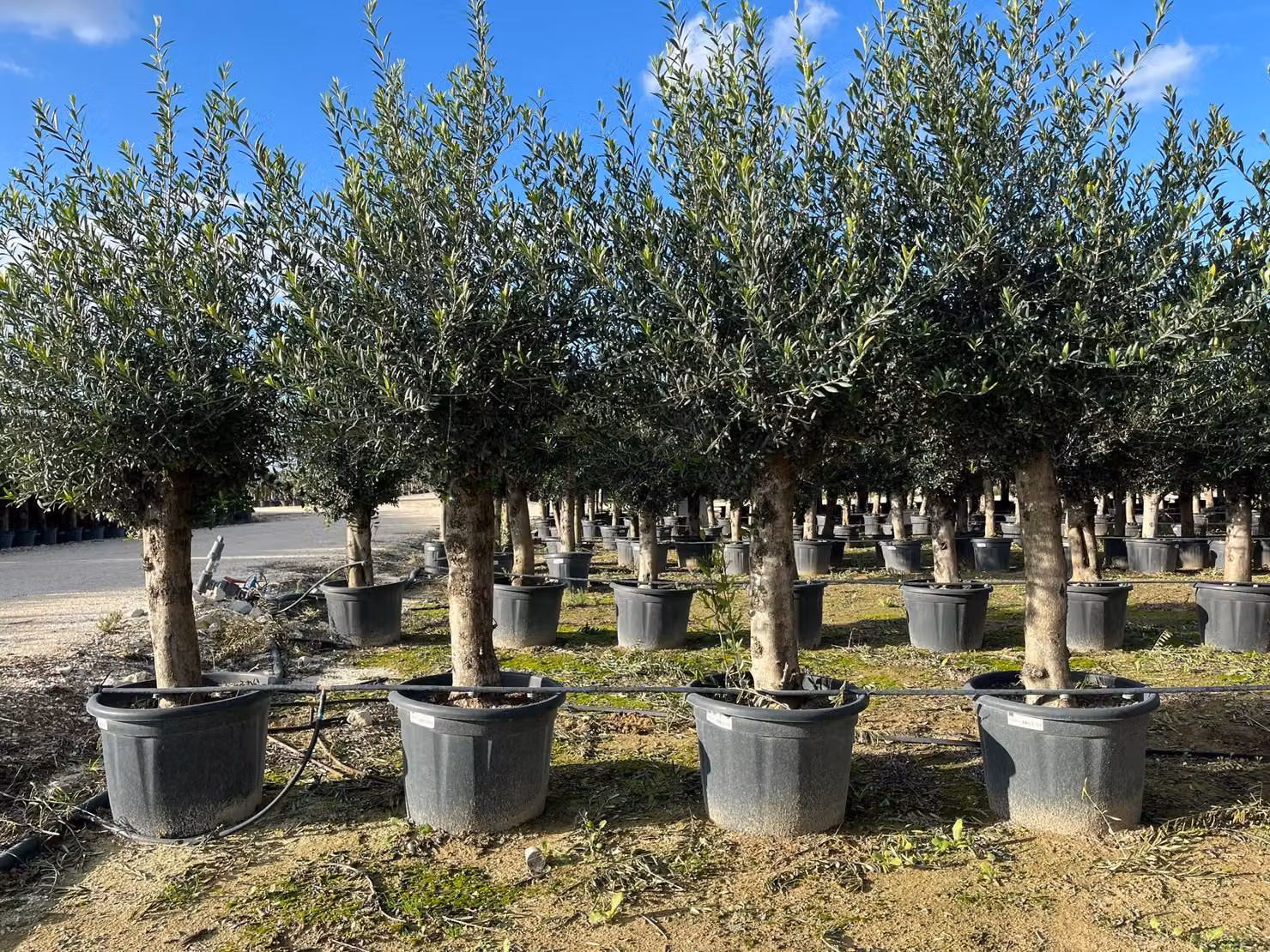 Sunny Tree - Ulivo - Olea Europaea - 45 anni, 200 cm, qualità A+, resistente al freddo fino a -18 °C, fruttifero