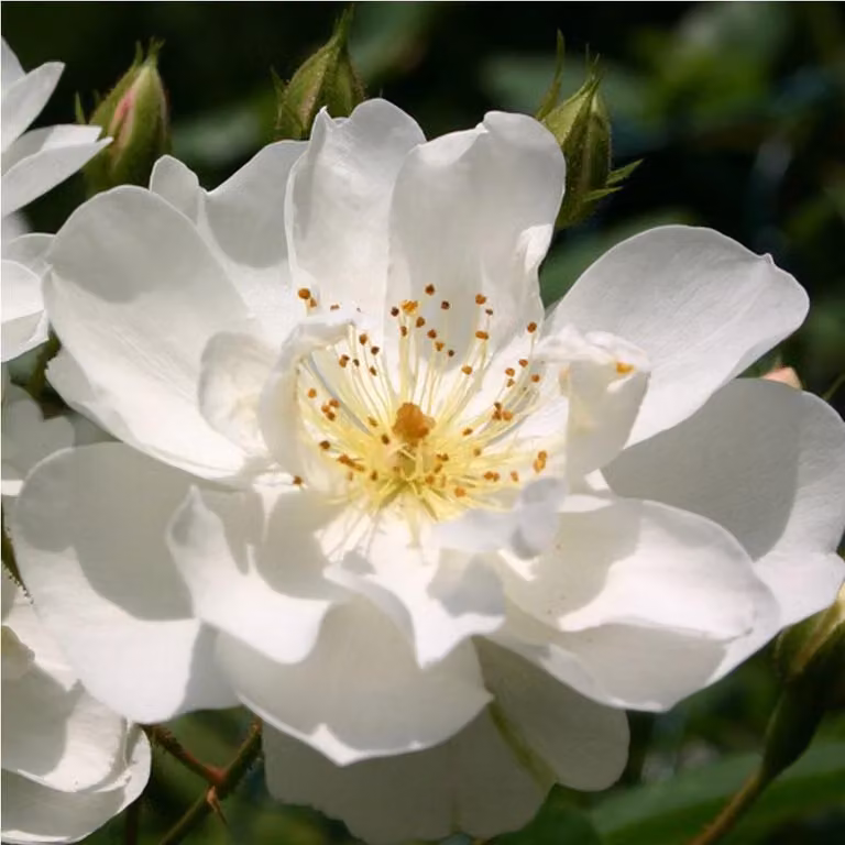 Rosa rampicante - Rosa 'Bobbie James'