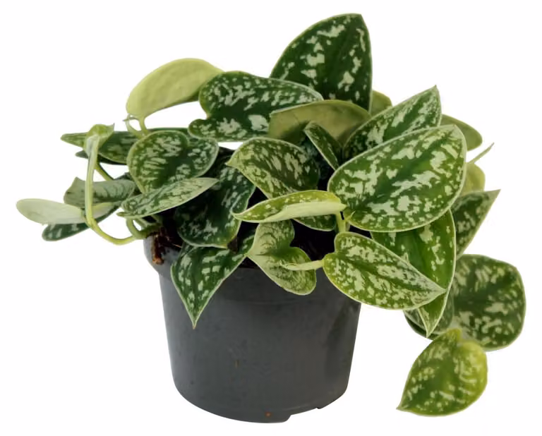 Piante rampicanti maculate 15-20 cm - Scindapsus pictus 'Argyraeus' - Piante verdi