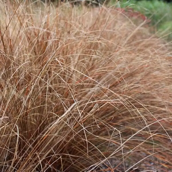 6 piante di erba ornamentale "Wald Reitgras" (Carex buchananii) | Vaso da 9x9 cm