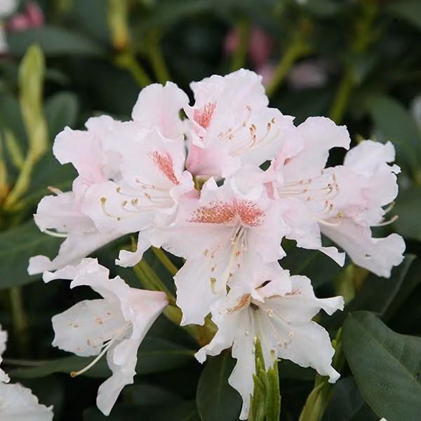 Rhododendron 'Cunningham White' | 40-50 cm, in vaso