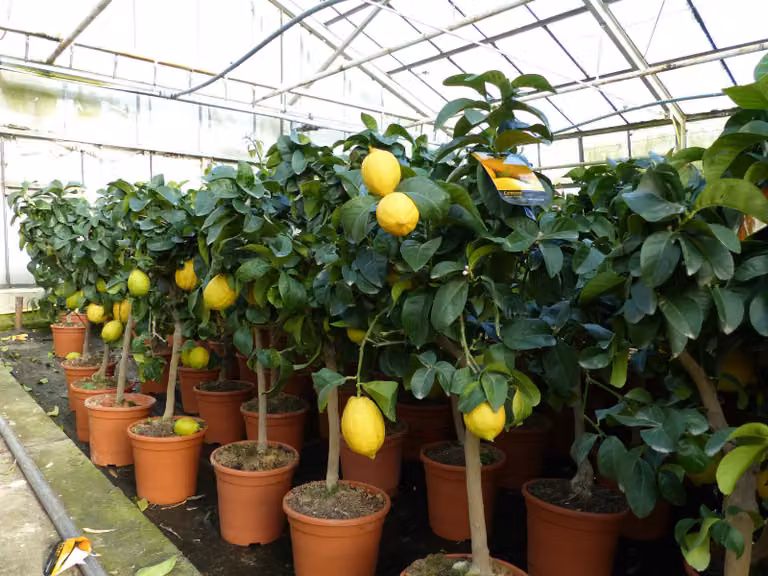 Piante verdi: vero albero di limone 70 - 100 cm Limone Citrus Limon Pianta agrumata