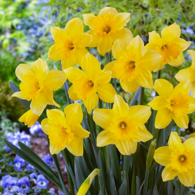 Bulbi di narciso resistenti al freddo, perenni - Narcisi "Osterglocken Yellow Trumpet" - 25 bulbi - Piante profumate provenienti dall'Olanda - adatti per giardino e vasi (non semi, non prodotti artificialmente)