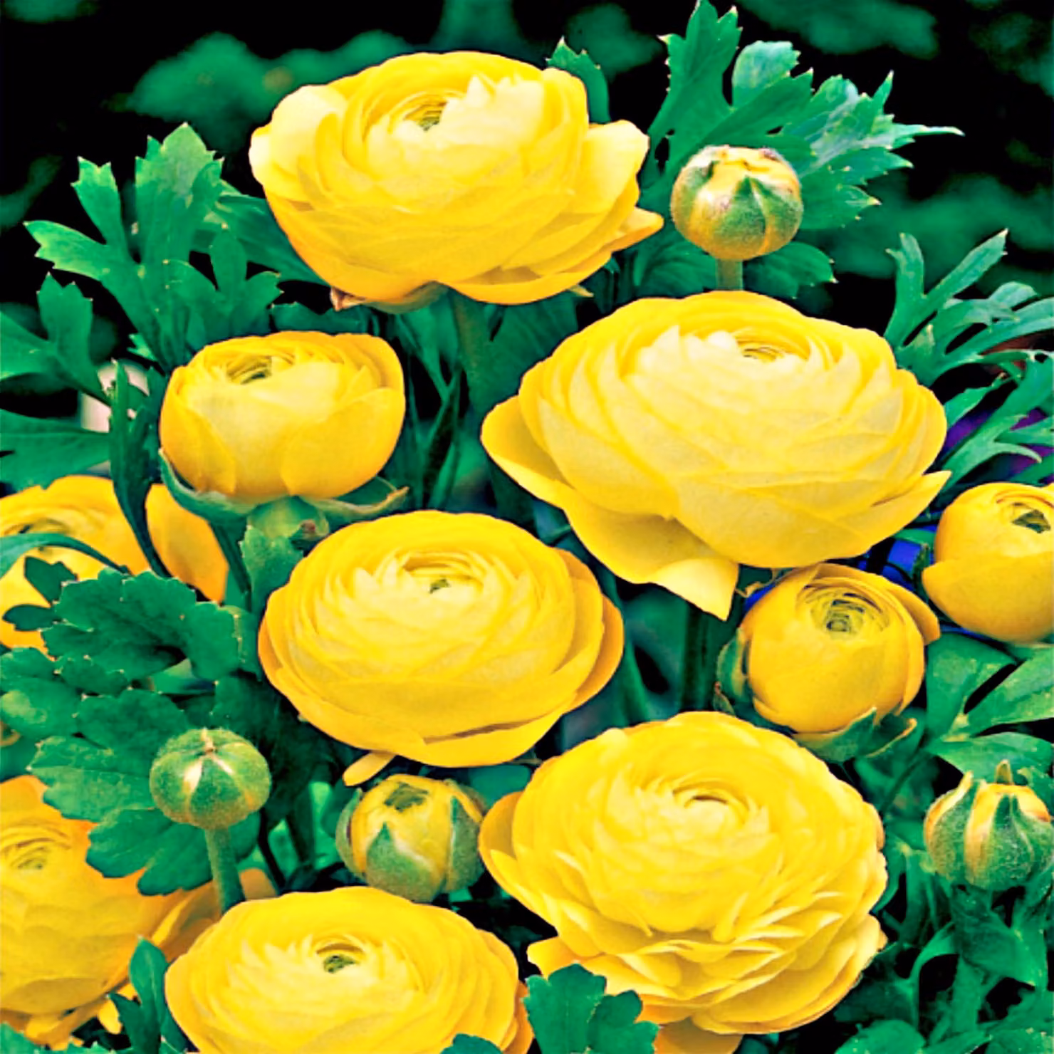 Ranunculus Ranuncolo Giallo Giallo 5 pz Ranuncoli piantina piantine Bulbi