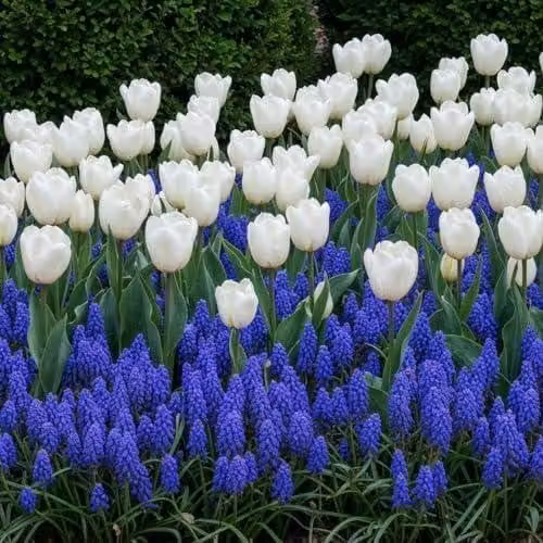 Mix di bulbi primaverili resistenti al freddo e perenni - Tulipani e Muscari - 6 bulbi - Piante vere provenienti dall'Olanda - adatte per giardino, vaso e balcone (non semi, non artificiali)