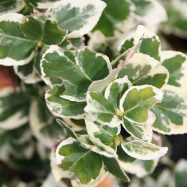 2 piante di *Euonymus fortunei* 'Emerald Gaiety', varietà a foglie bianche e verdi, alte 20-25 cm, fornite in vaso