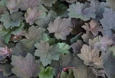 6 x Heuchera hybr. 'Brownies'® - Campane viola - vaso 9 x 9 cm