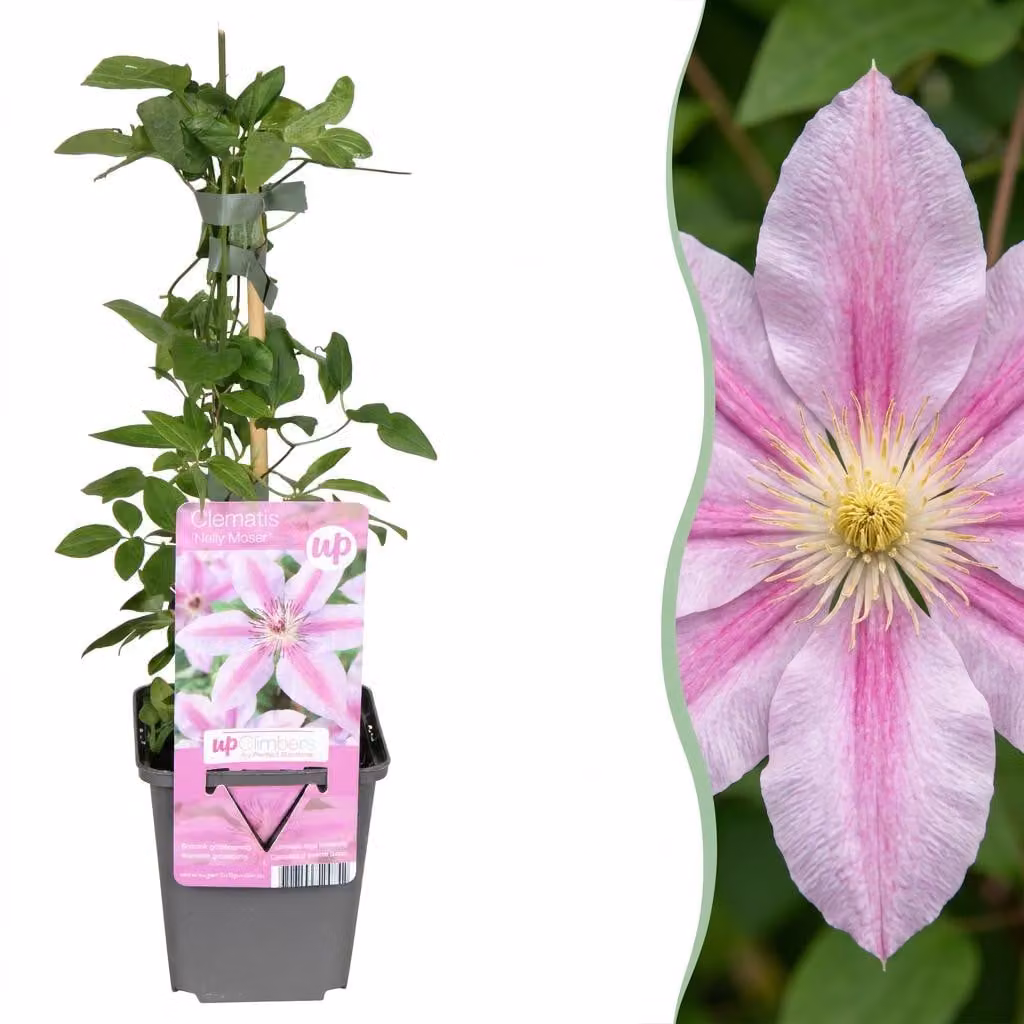 Clematide Nelly Moser - Clematide rampicante Nelly Moser - Bianca - Rosa - Pianta rampicante | 6 pezzi - 25-35cm - Ø9cm - Pianta da giardino