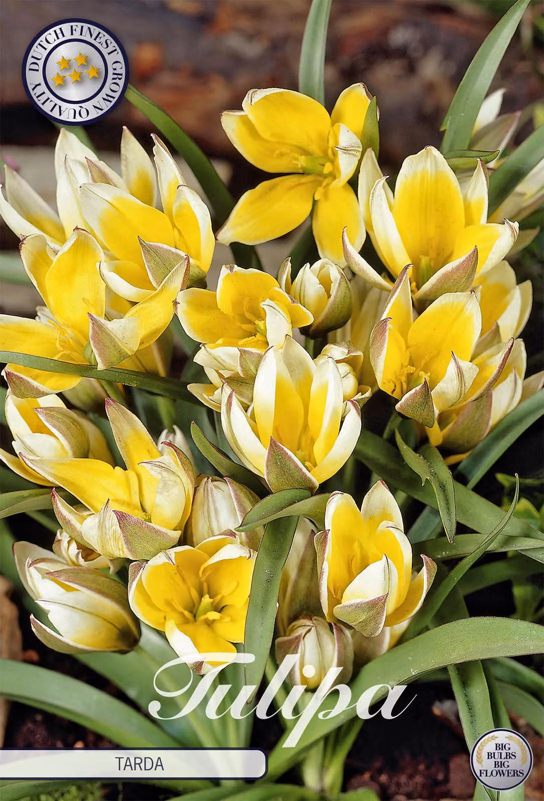 Tulipano Tarda (10 pezzi) | Bulbi di tulipano di Sam van Schooten