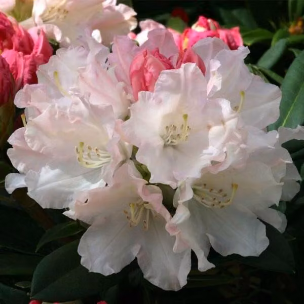 Rhododendron 'Dreamland' | 30-40 cm, in vaso