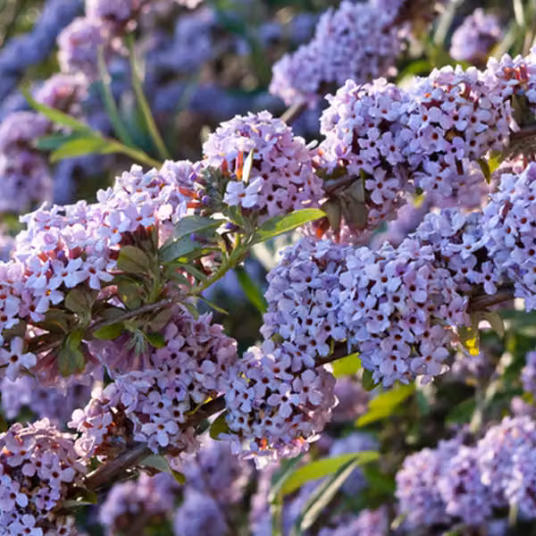 2 piante di buddleja (Buddleja alternifolia) | Altezza: 40-60 cm, fornite in vaso