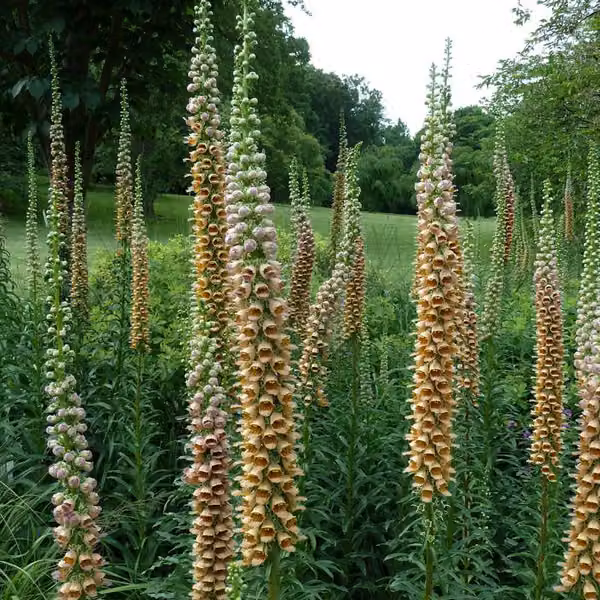 6 piante di *Digitalis ferruginea* 'Gigantea' (Fingerhut), in vaso di 9x9 cm