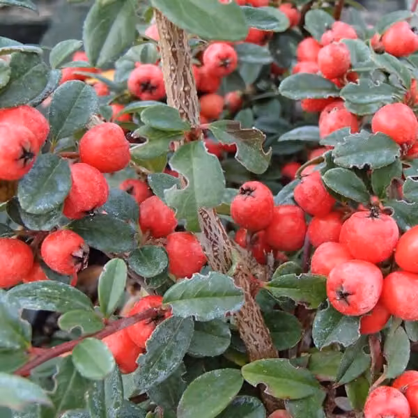 2 piante di Cotoneaster suecicus 'Coral Beauty' (piante tappezzanti) | Altezza: 40-60 cm, fornite in vaso