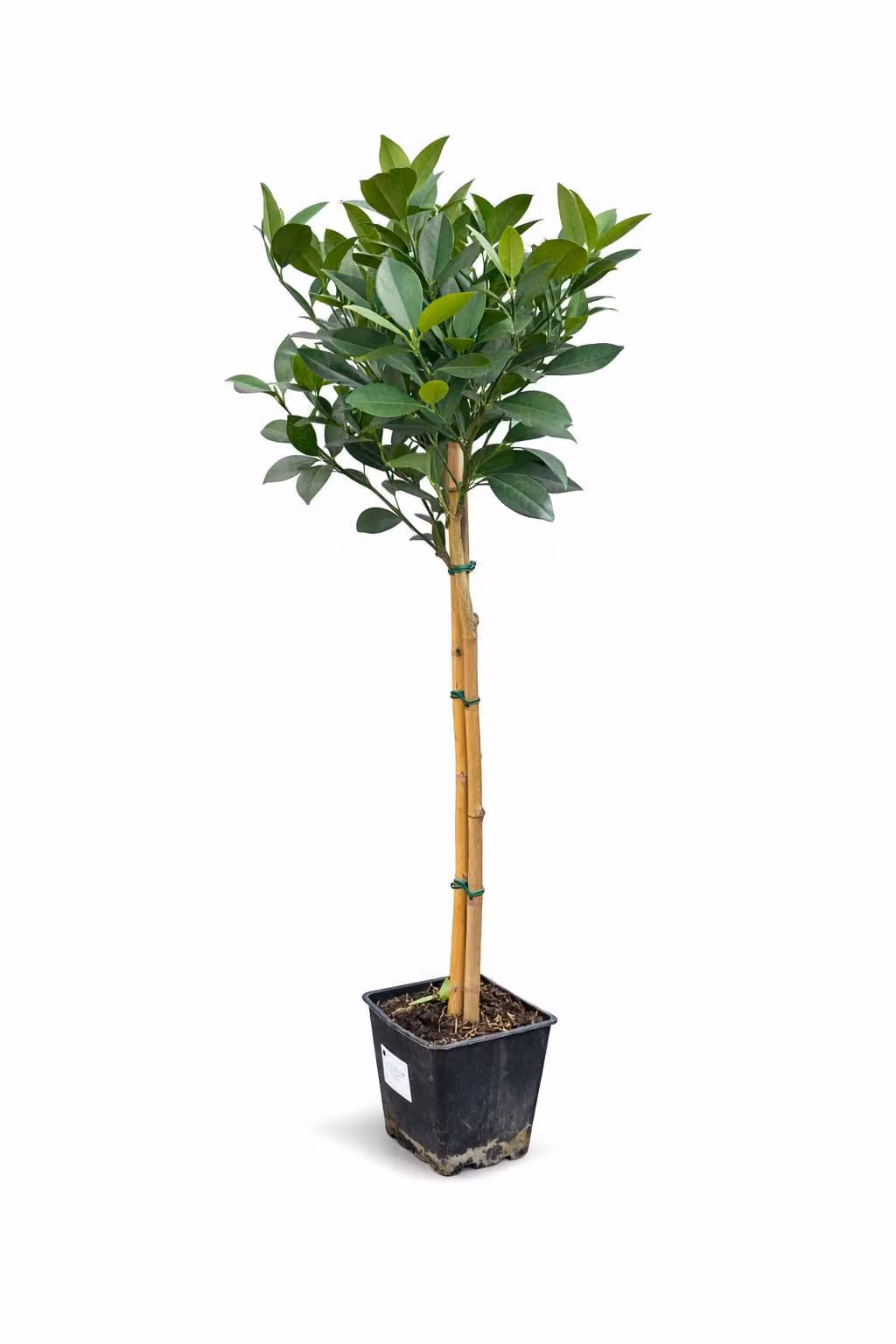 Arancio Citrus sinensis Washington Navel 120–140 cm – arance dolci da succo, resistente al freddo in misura limitata, pianta da vaso per terrazzo, balcone e giardino