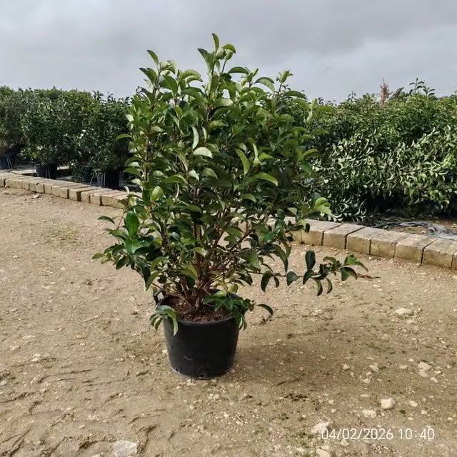 Viburnum Lucidum in vaso per siepe ornamentale Vivaio Garden Forest
