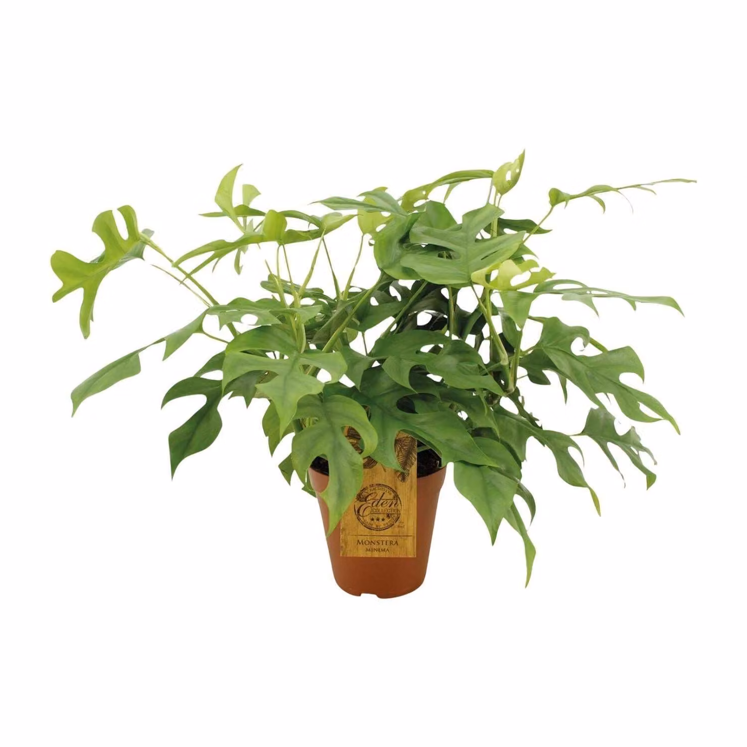 Monstera Minima - Ø15Cm - ↕25Cm