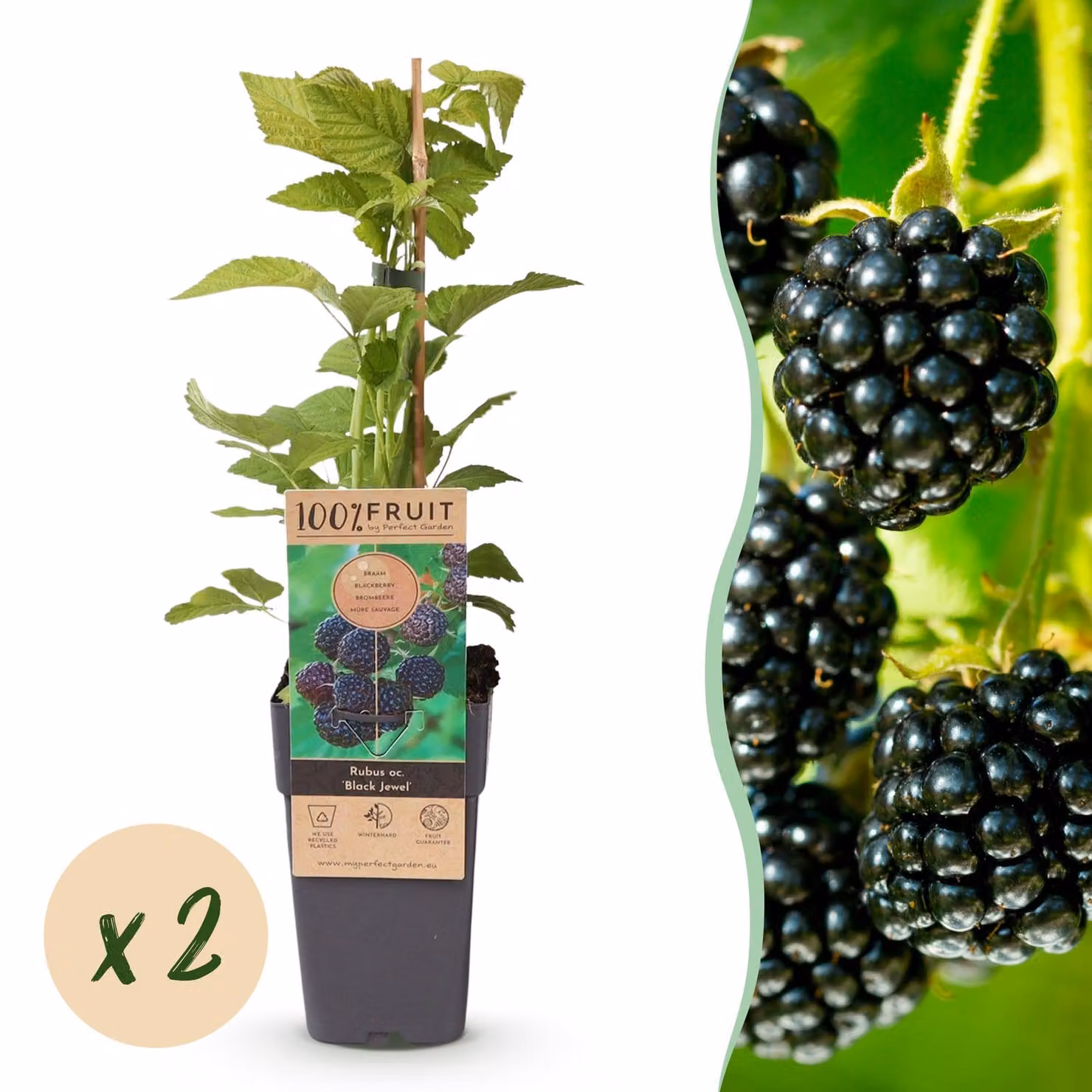 Rubus occ. Black Jewel - Pianta di mora - rustica - Mora - 2 piante - 40-50cm - Ø15cm - Pianta da giardino