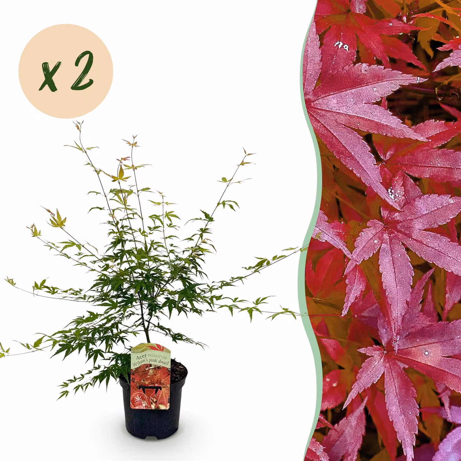 Pianta da terrazzo - Acero giapponese - Acer palmatum Pink Dwarf - Rosa - 2 Piante - Decidua - 60-70cm - Ø25cm - Pianta da giardino