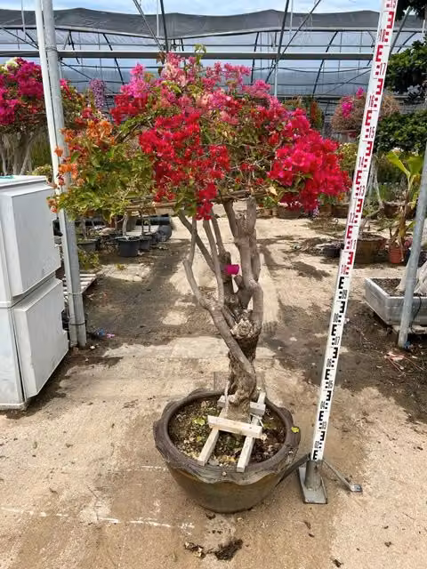 Bougainvillea Vivaio Garden Forest Arbusto Ornamentale da Esterno o Interno con Vaso, Multicolore, Altezza: 90 cm