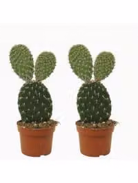 Cactus Opuntia Pylana 30 cm, set da 2 pezzi