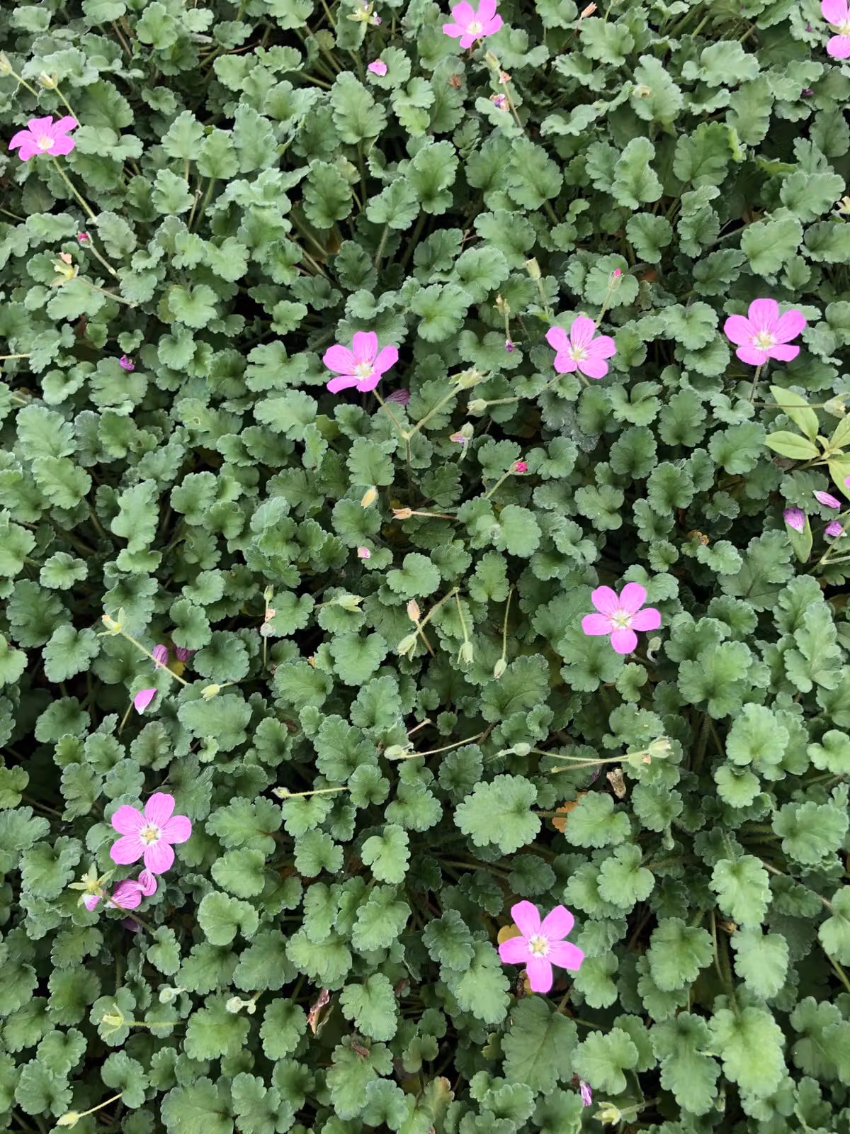 6 x Erodium variabile 'Bishop's Form' - Becco di airone - vaso 9x9 cm