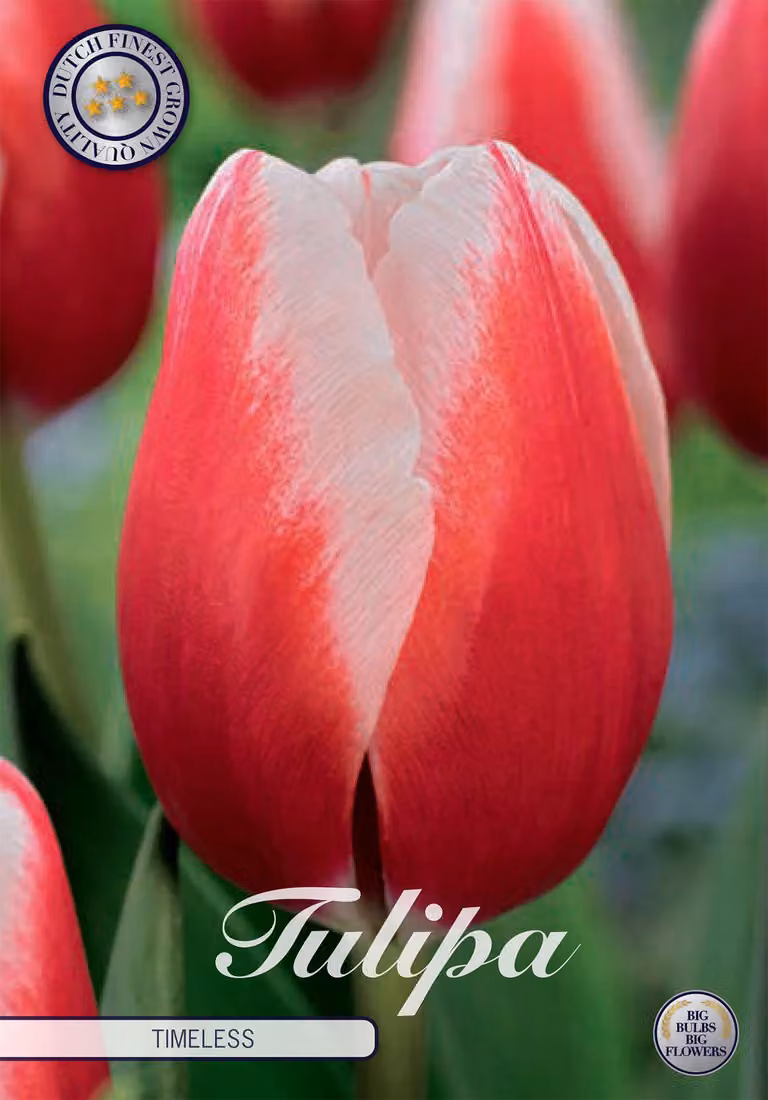 Tulipano Timeless (7 bulbi) | Bulbi di tulipano di Sam van Schooten